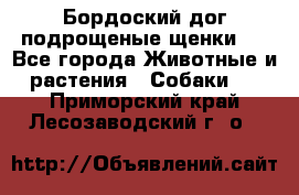 Бордоский дог подрощеные щенки.  - Все города Животные и растения » Собаки   . Приморский край,Лесозаводский г. о. 